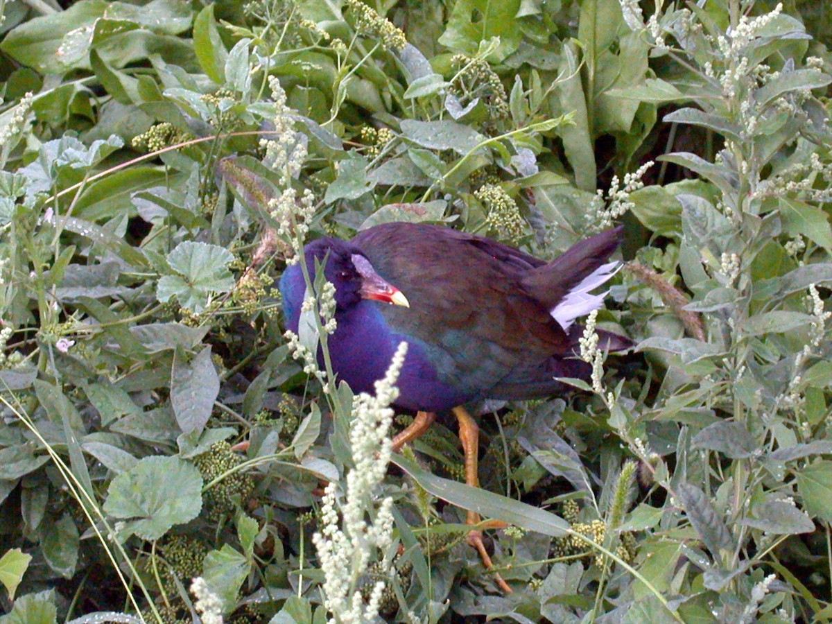 Purple Gallinule - ML309703711