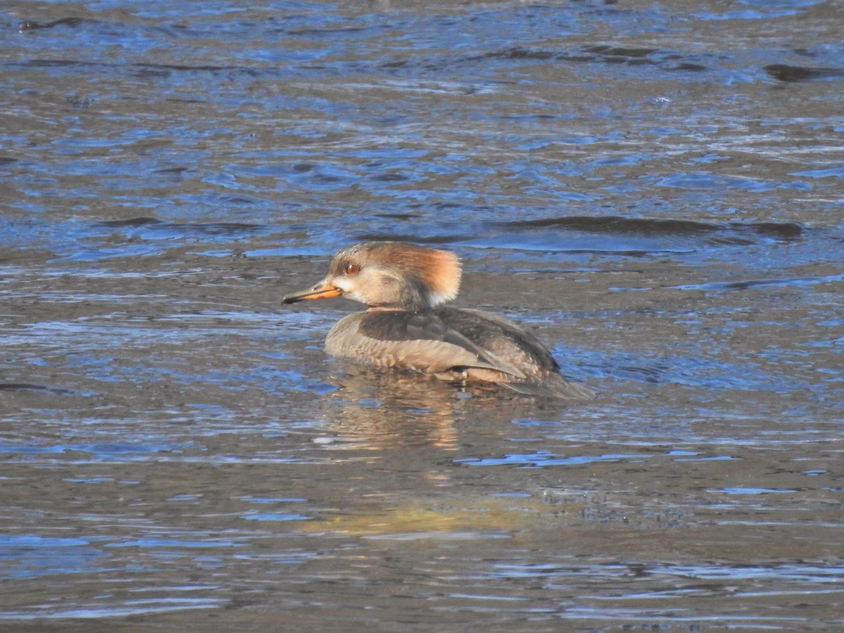 Hooded Merganser - ML309704121