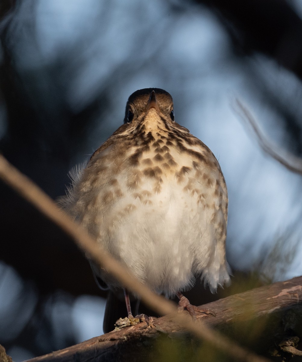 Hermit Thrush - ML309704211
