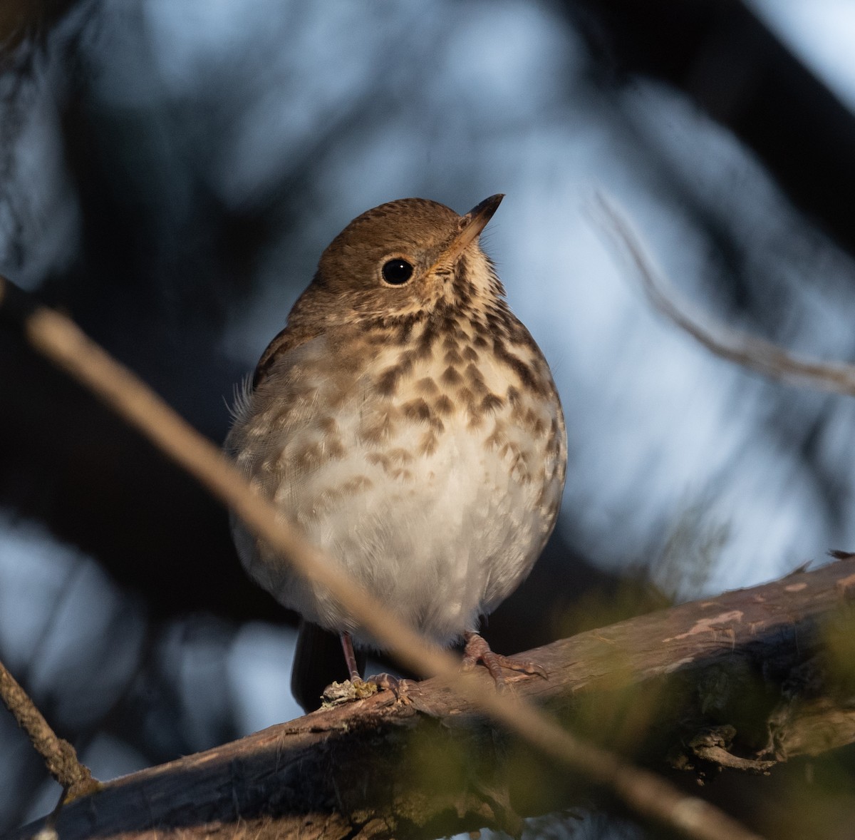 Hermit Thrush - ML309704231