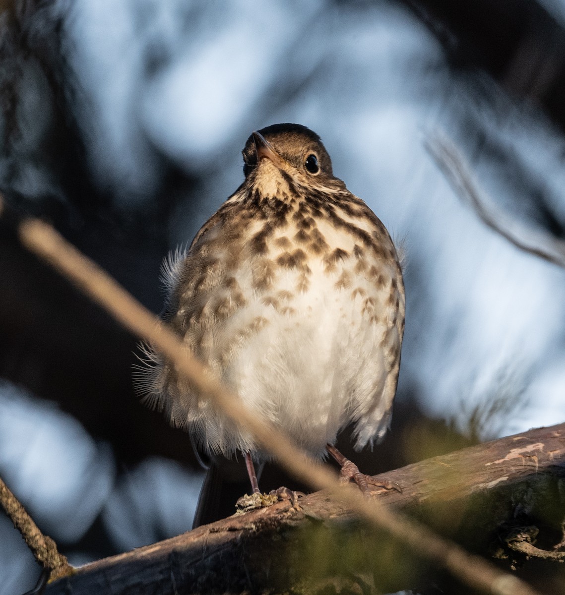 Hermit Thrush - ML309704261