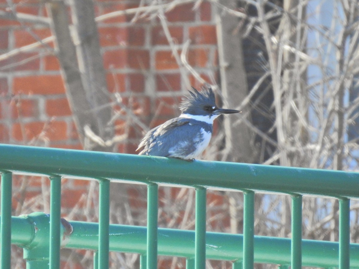 Belted Kingfisher - ML309704291