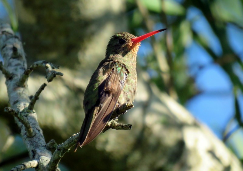 Gilded Hummingbird - Juan Muñoz de Toro