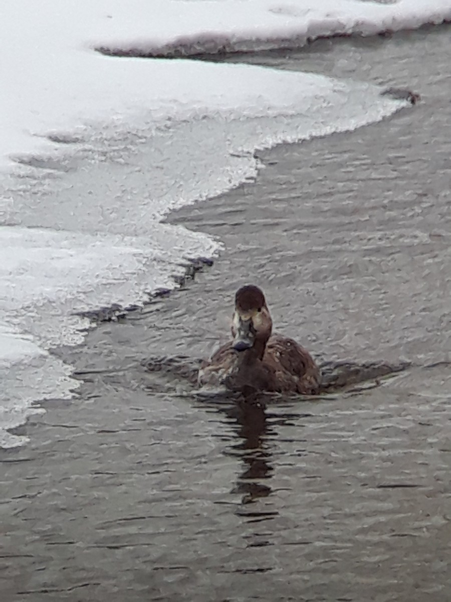 Aythya sp. - ML309706421