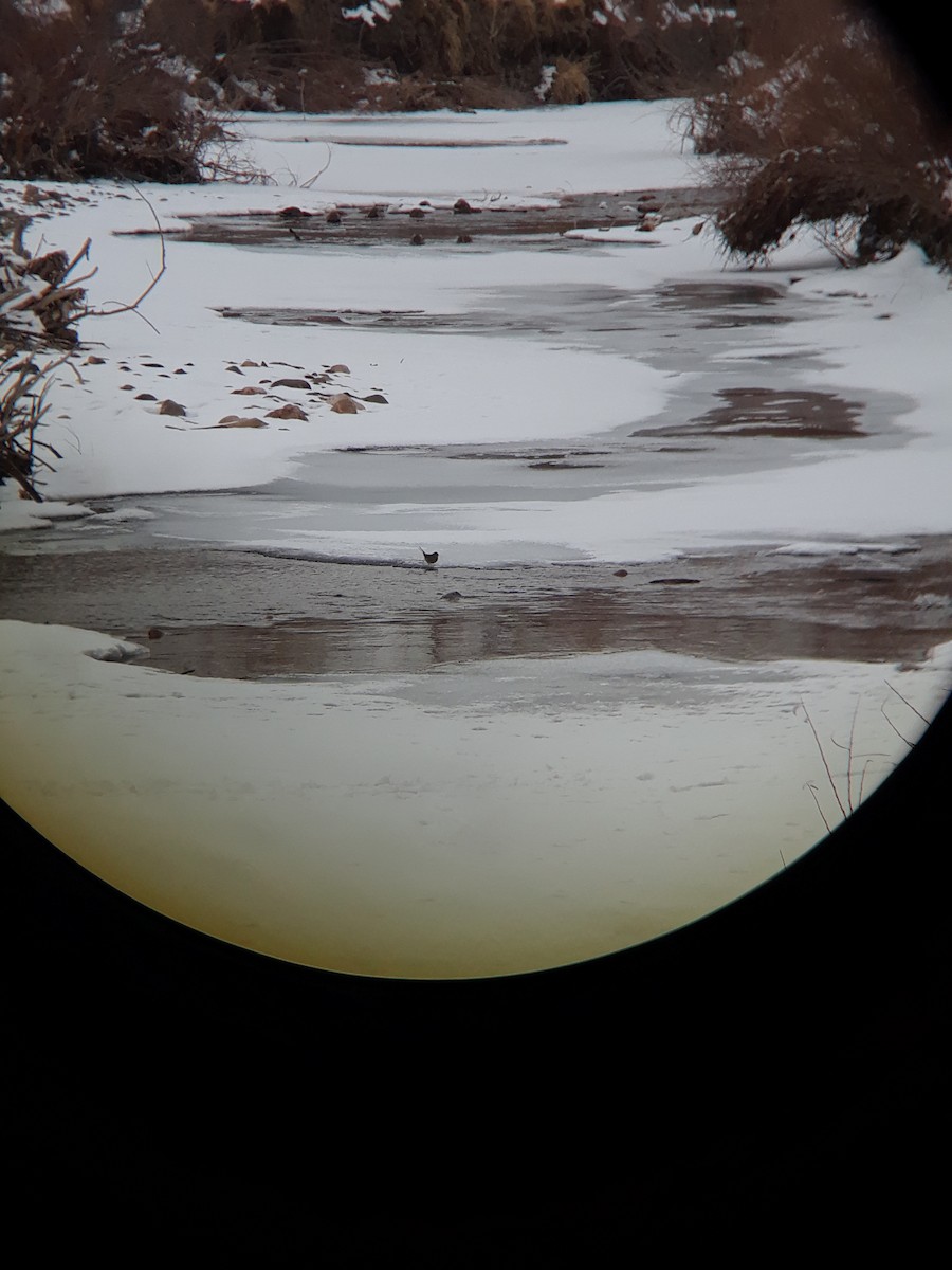 new world sparrow sp. - ML309706581