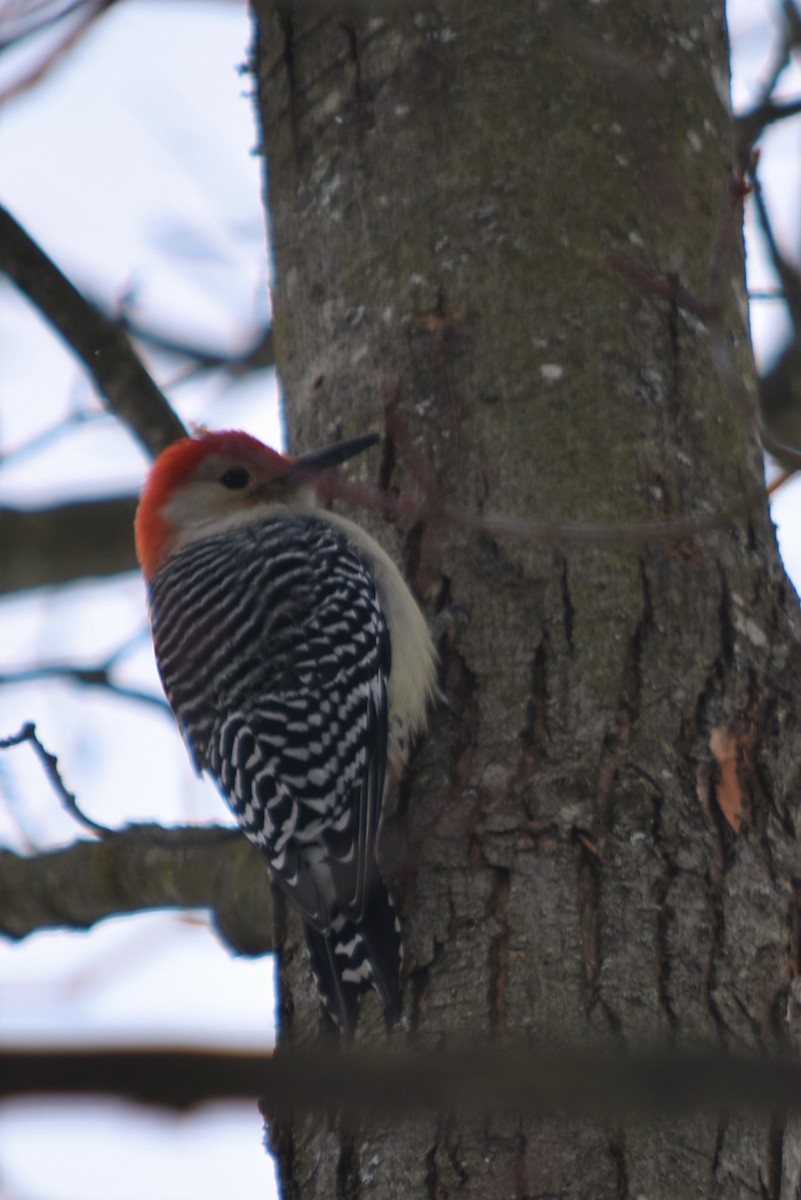 Red-bellied Woodpecker - Lisa Blazure
