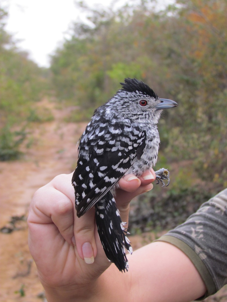 Barred Antshrike - ML309708431