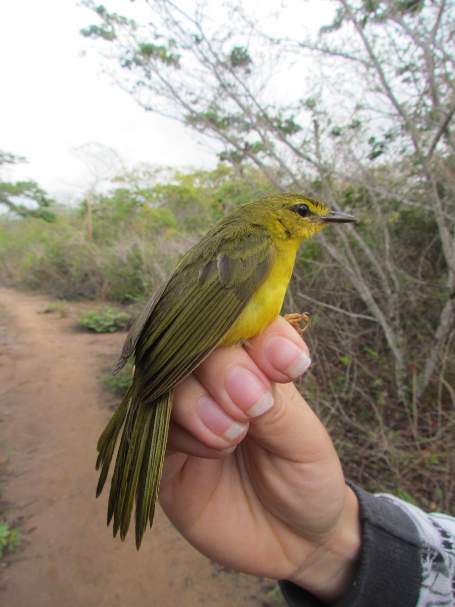 Flavescent Warbler - ML309708631