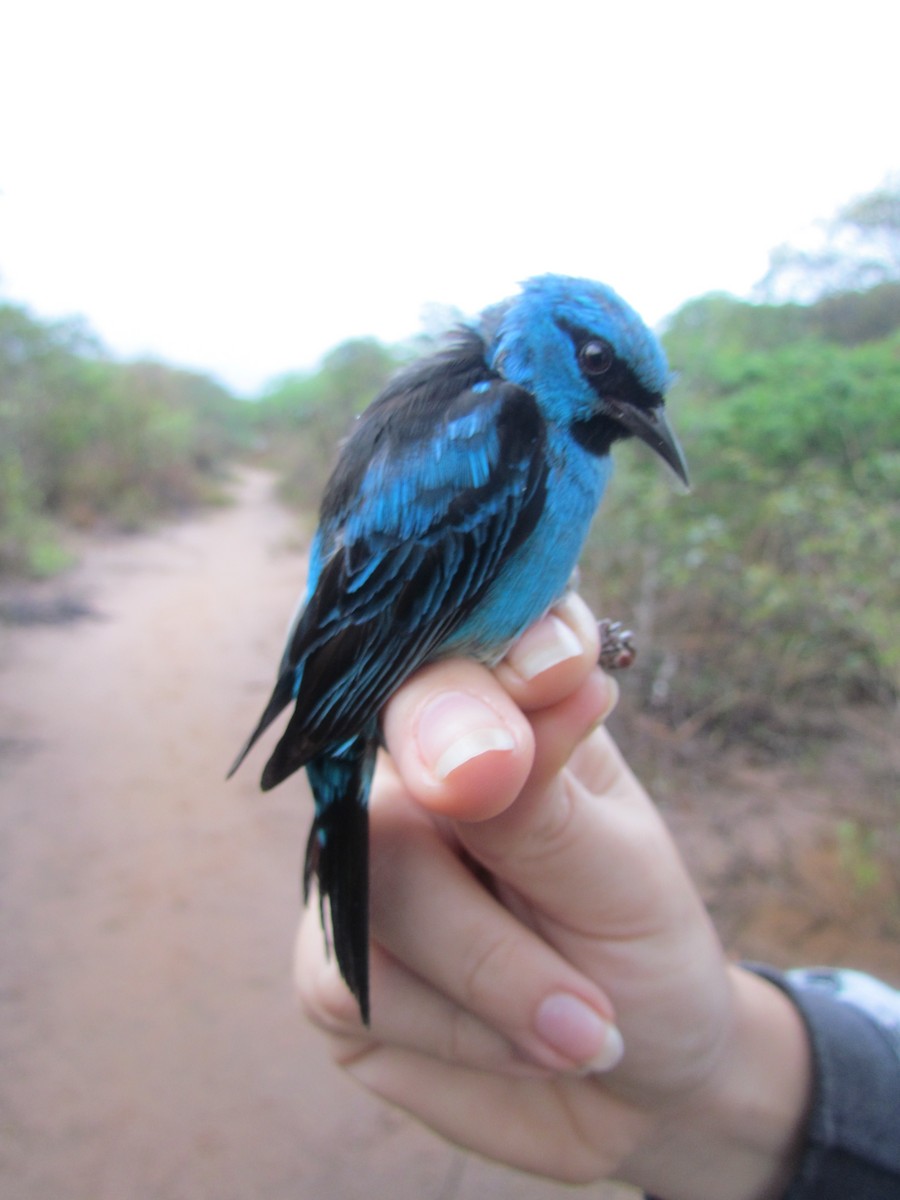 Blue Dacnis - ML309708711