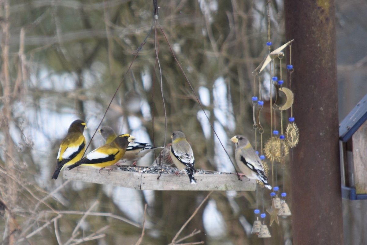 Evening Grosbeak - Lisa Blazure