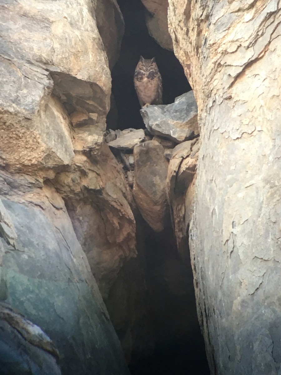 Пугач пустельний - ML309709291