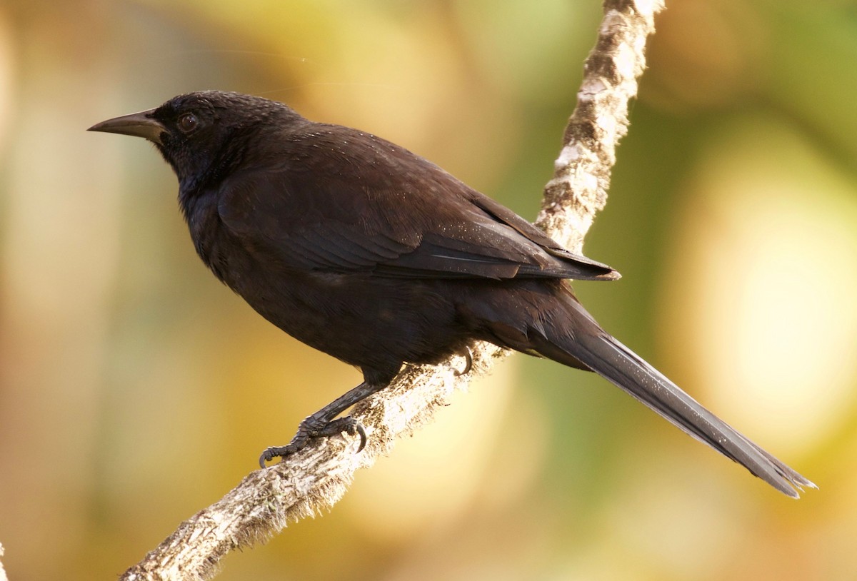 Golden-tufted Grackle - ML309709631