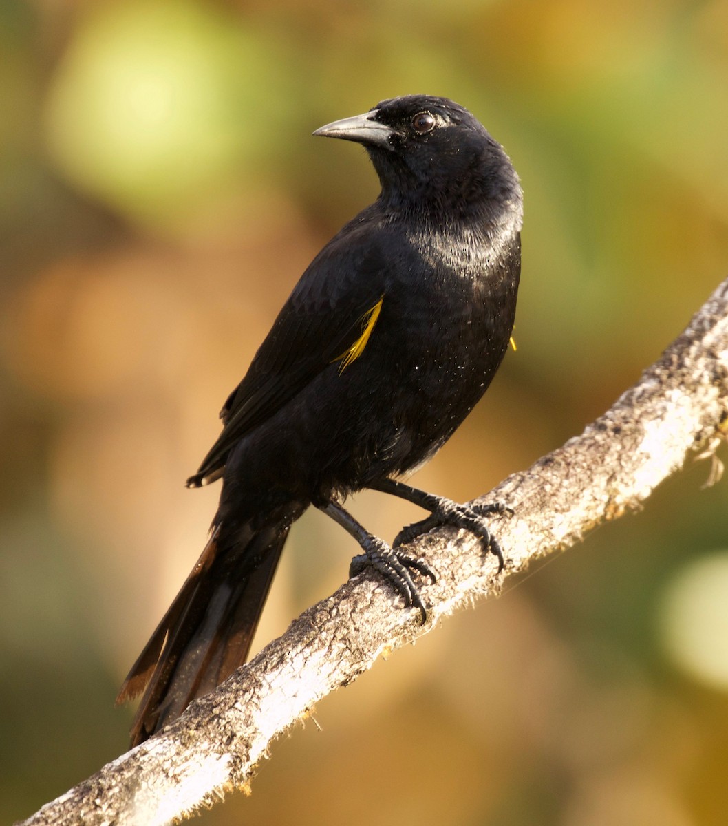 Golden-tufted Grackle - ML309709641