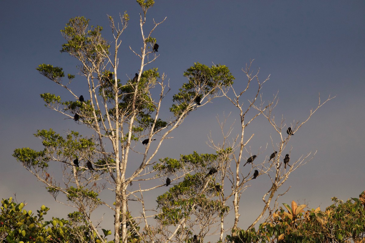 Golden-tufted Grackle - ML309709671