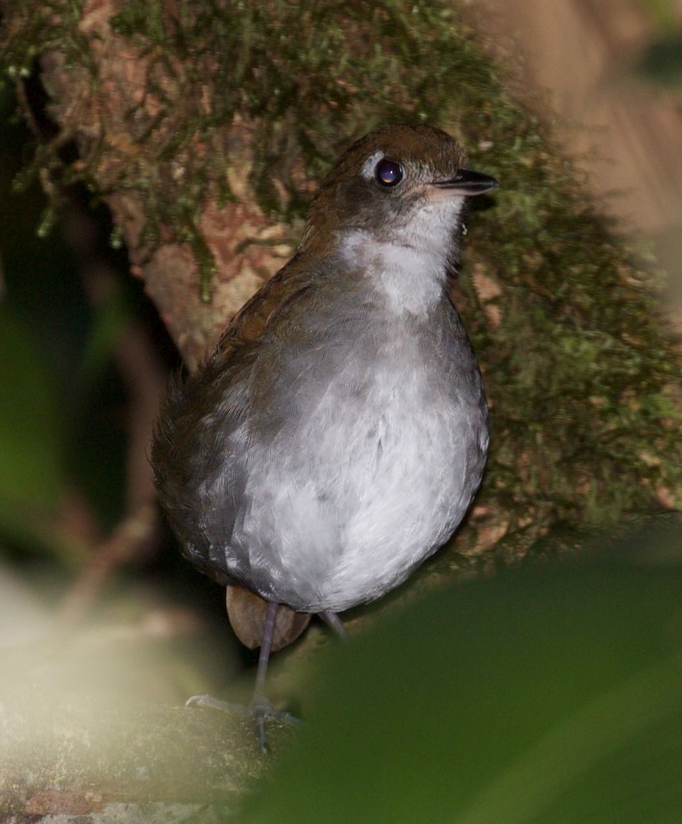 Tepui Antpitta - ML309709731