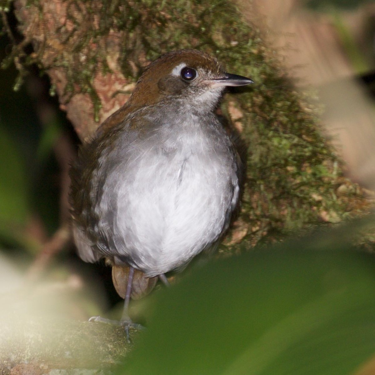 Tepui Antpitta - ML309709741