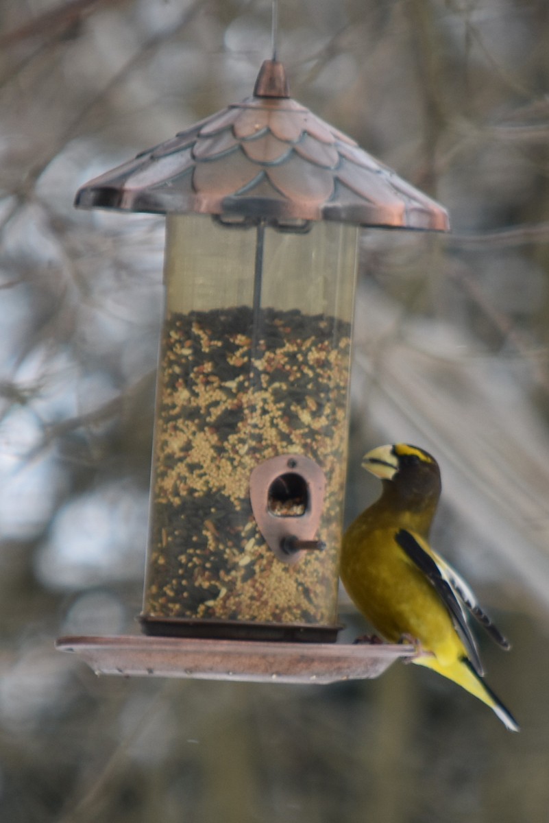 Evening Grosbeak - Lisa Blazure