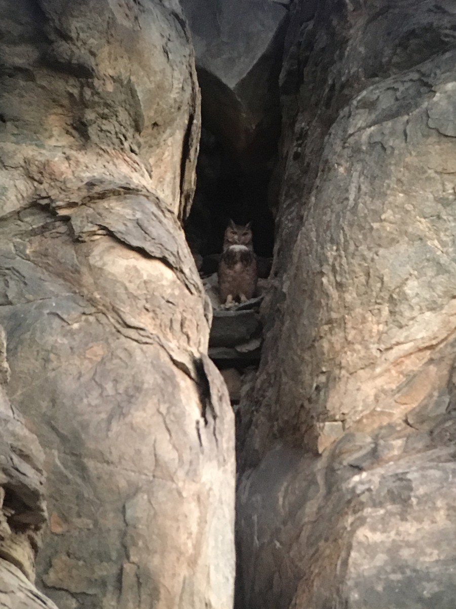 Пугач пустельний - ML309711101