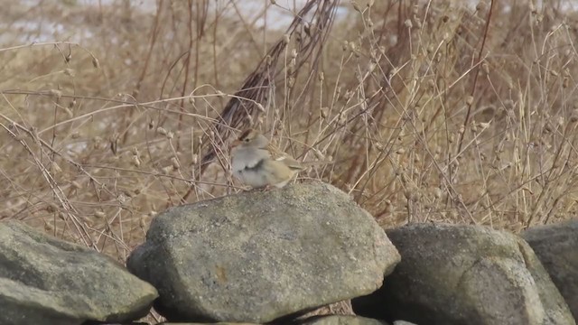 Бруант білобровий - ML309712281