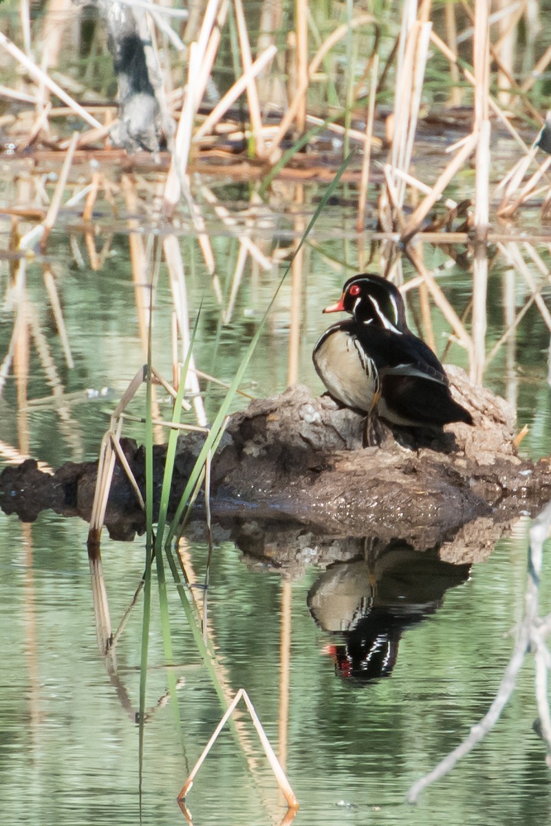 Wood Duck - ML30971321