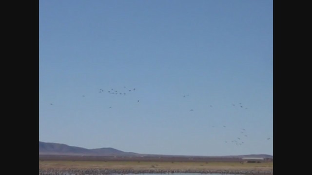 Sandhill Crane - ML309714071