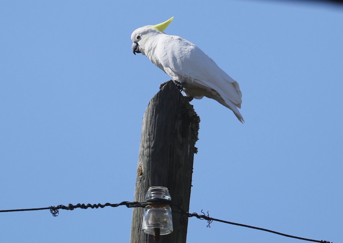 kakadu žlutočečelatý - ML309714241