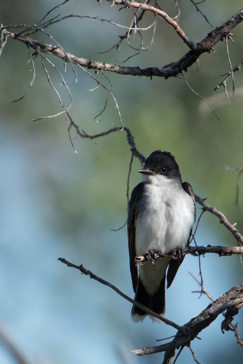 Eastern Kingbird - ML30971491