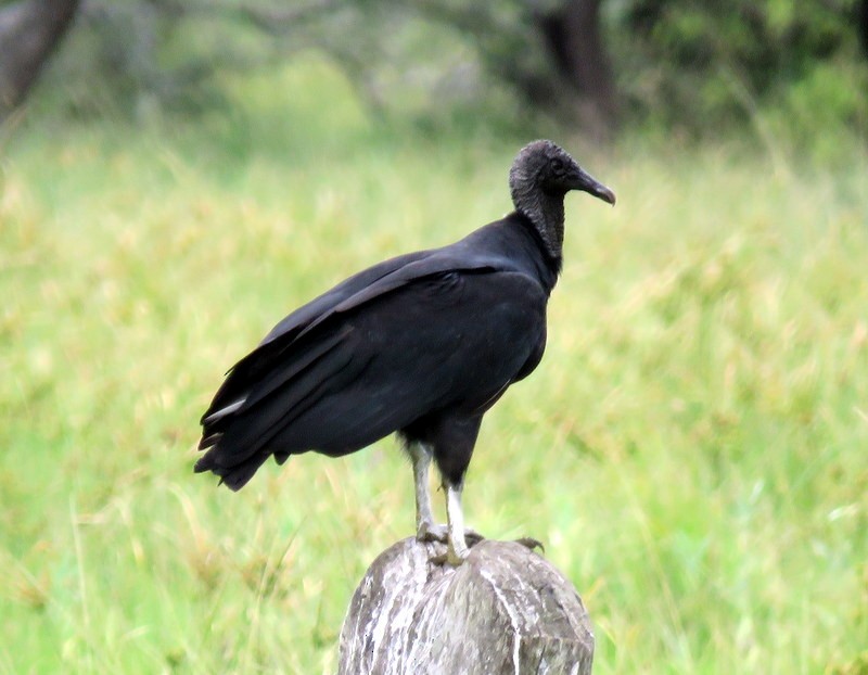 Black Vulture - ML309715071