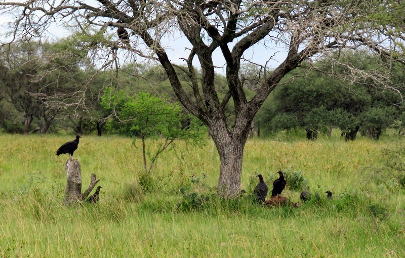 Black Vulture - ML309715081