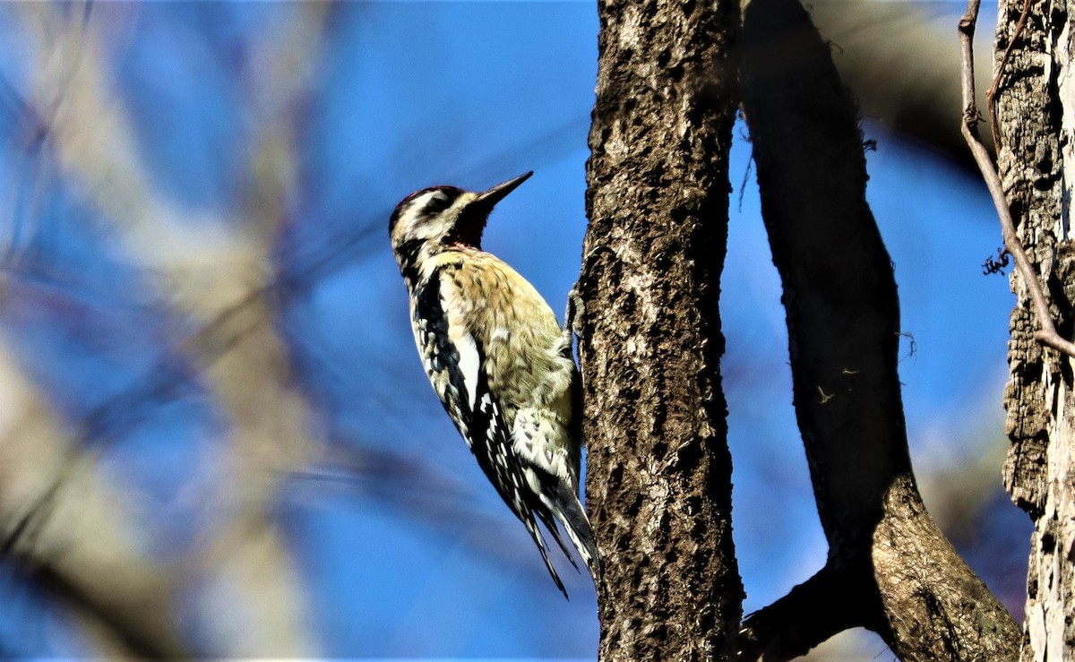 Yellow-bellied Sapsucker - ML309717951