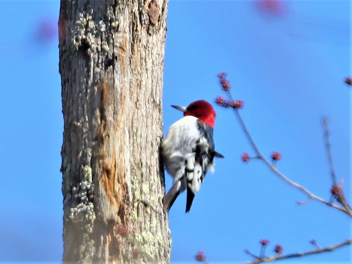 Red-headed Woodpecker - ML309718021