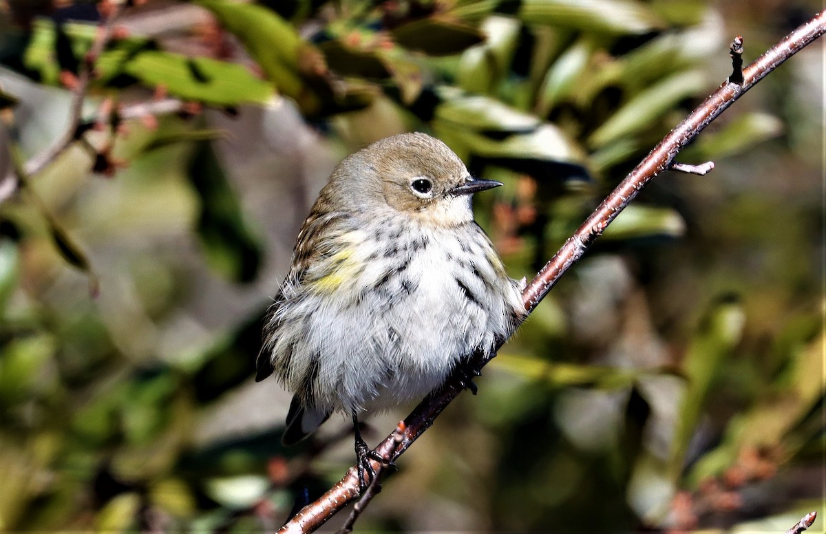 Yellow-rumped Warbler - ML309718441
