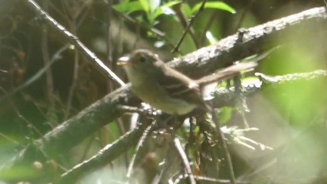 Euler's Flycatcher - ML309718491