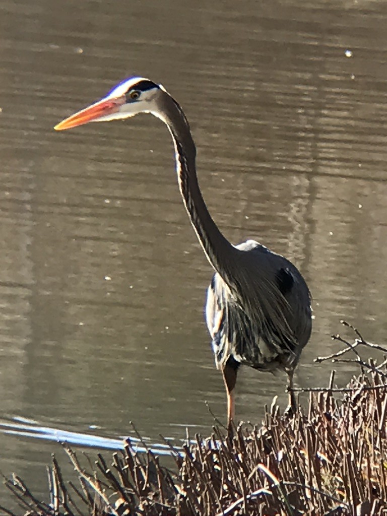 Great Blue Heron - ML309718811