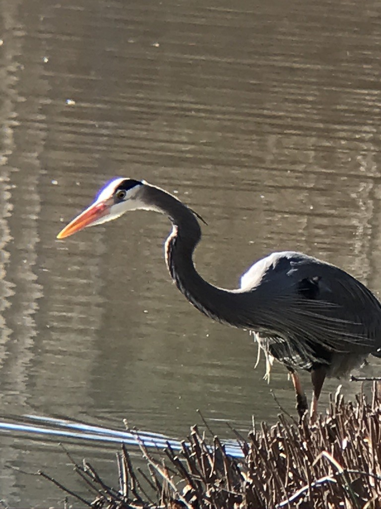 Great Blue Heron - ML309718931