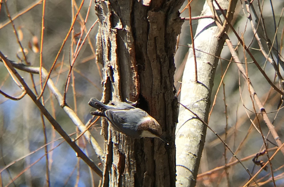 Brown-headed Nuthatch - ML309719321