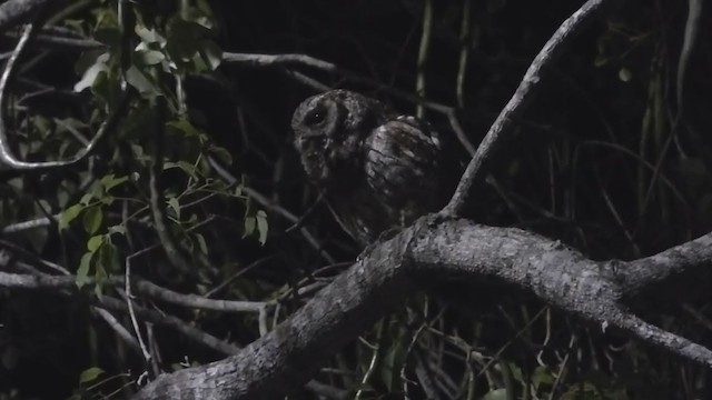 Tropical Screech-Owl - ML309719611