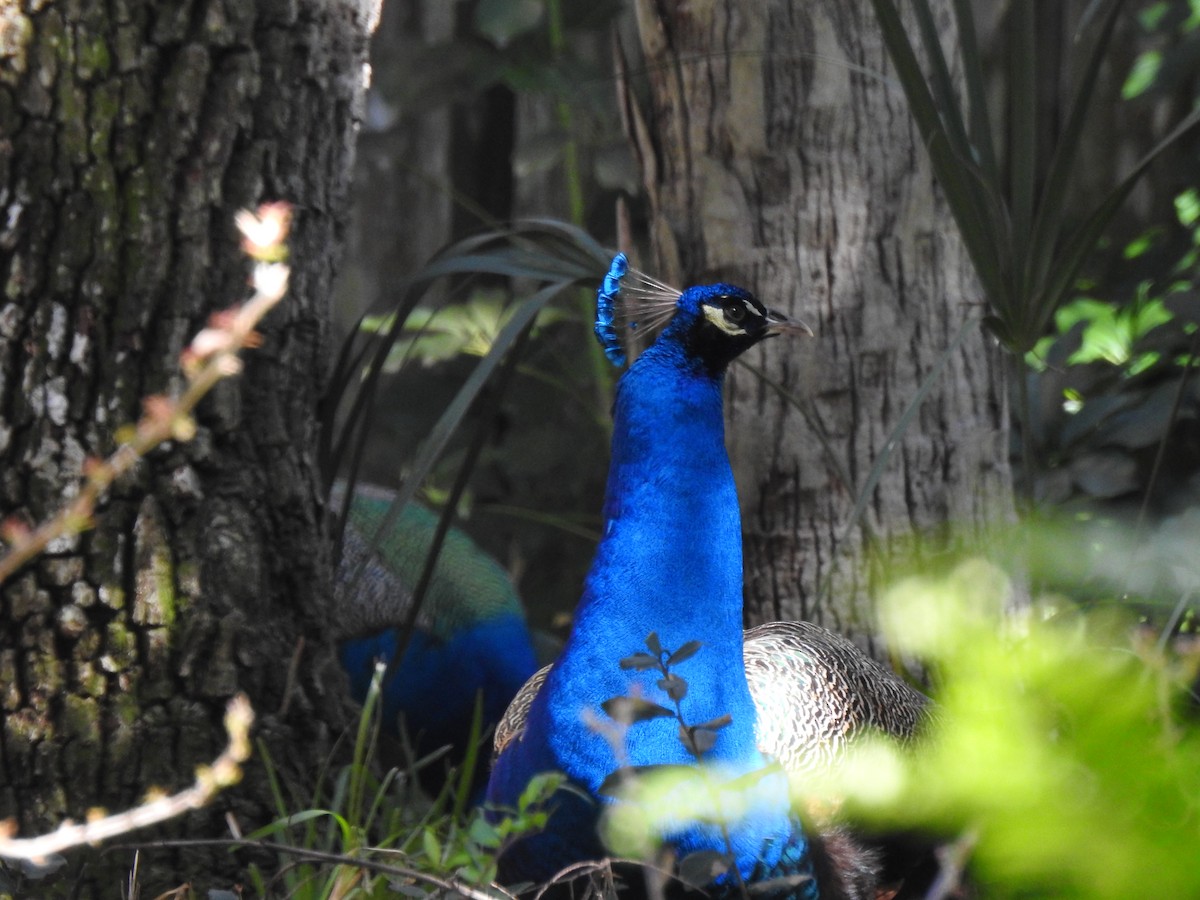 Indian Peafowl - ML309722661