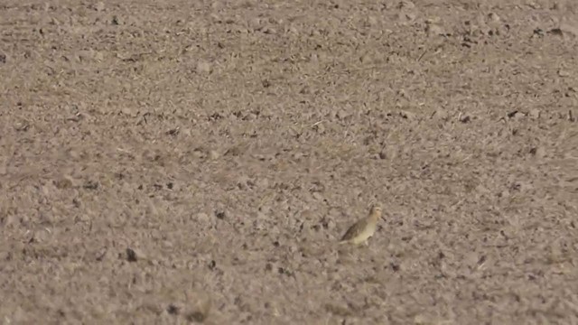 Tawny-throated Dotterel - ML309722931