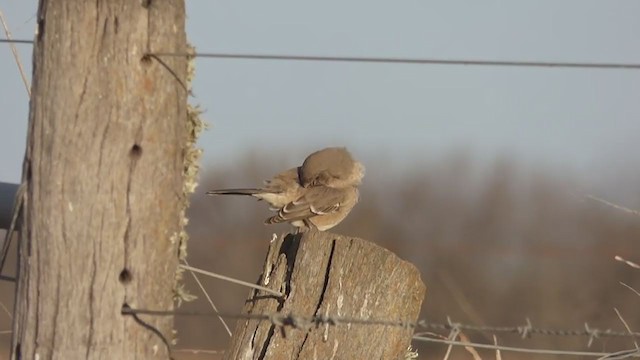 Patagonian Mockingbird - ML309723121