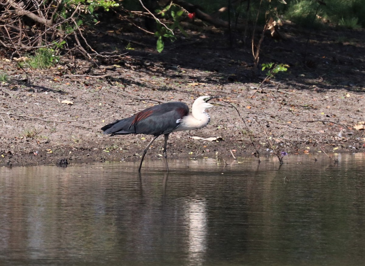 Pacific Heron - ML309724021