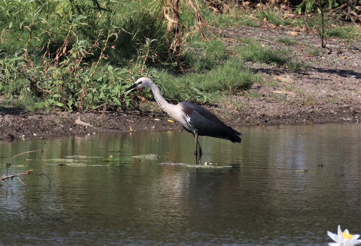 Pacific Heron - ML309724041