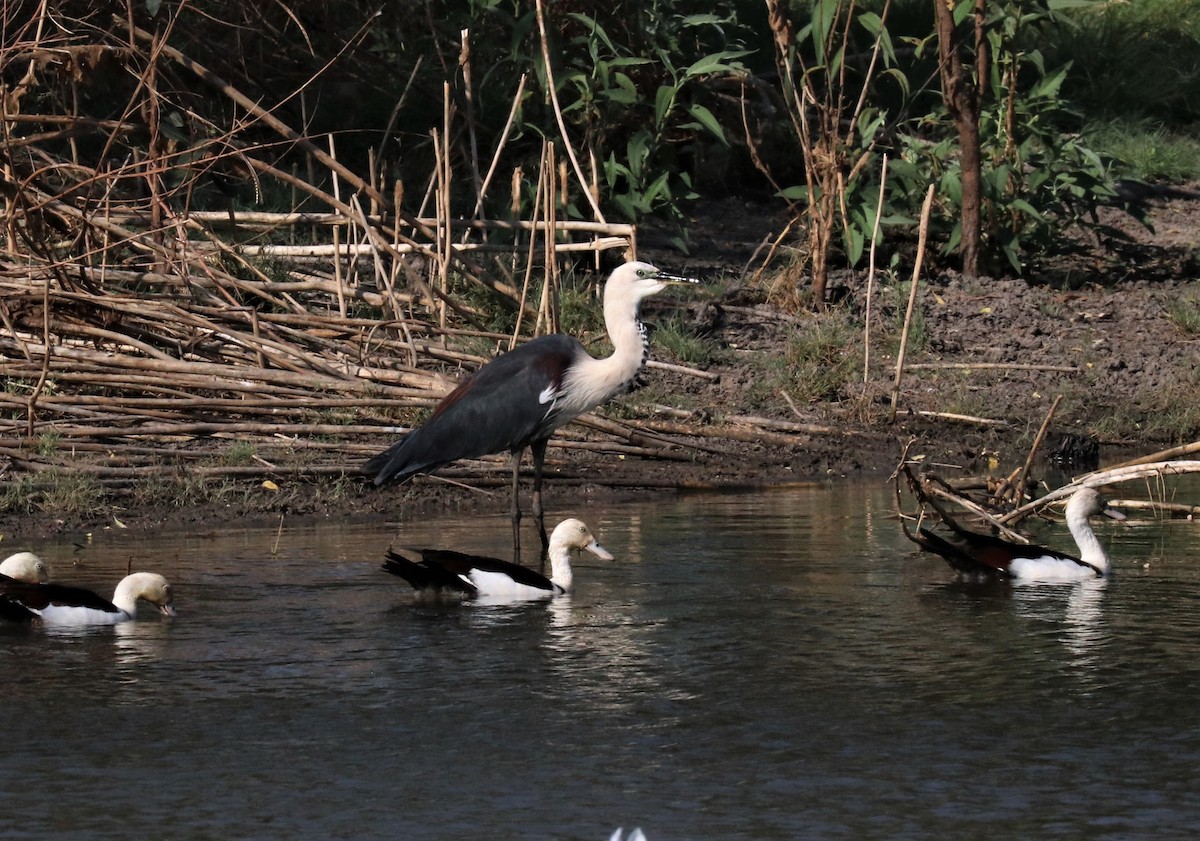 Pacific Heron - ML309724071