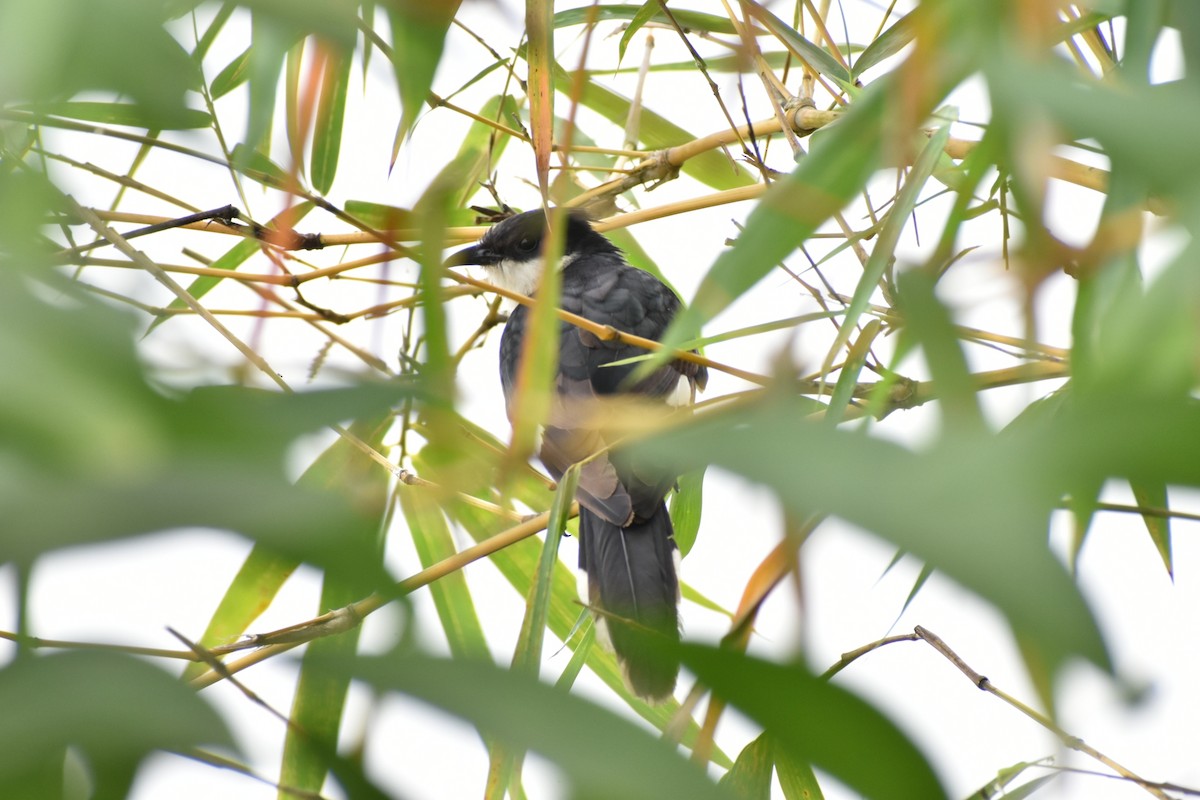 Pied Cuckoo - ML309724731