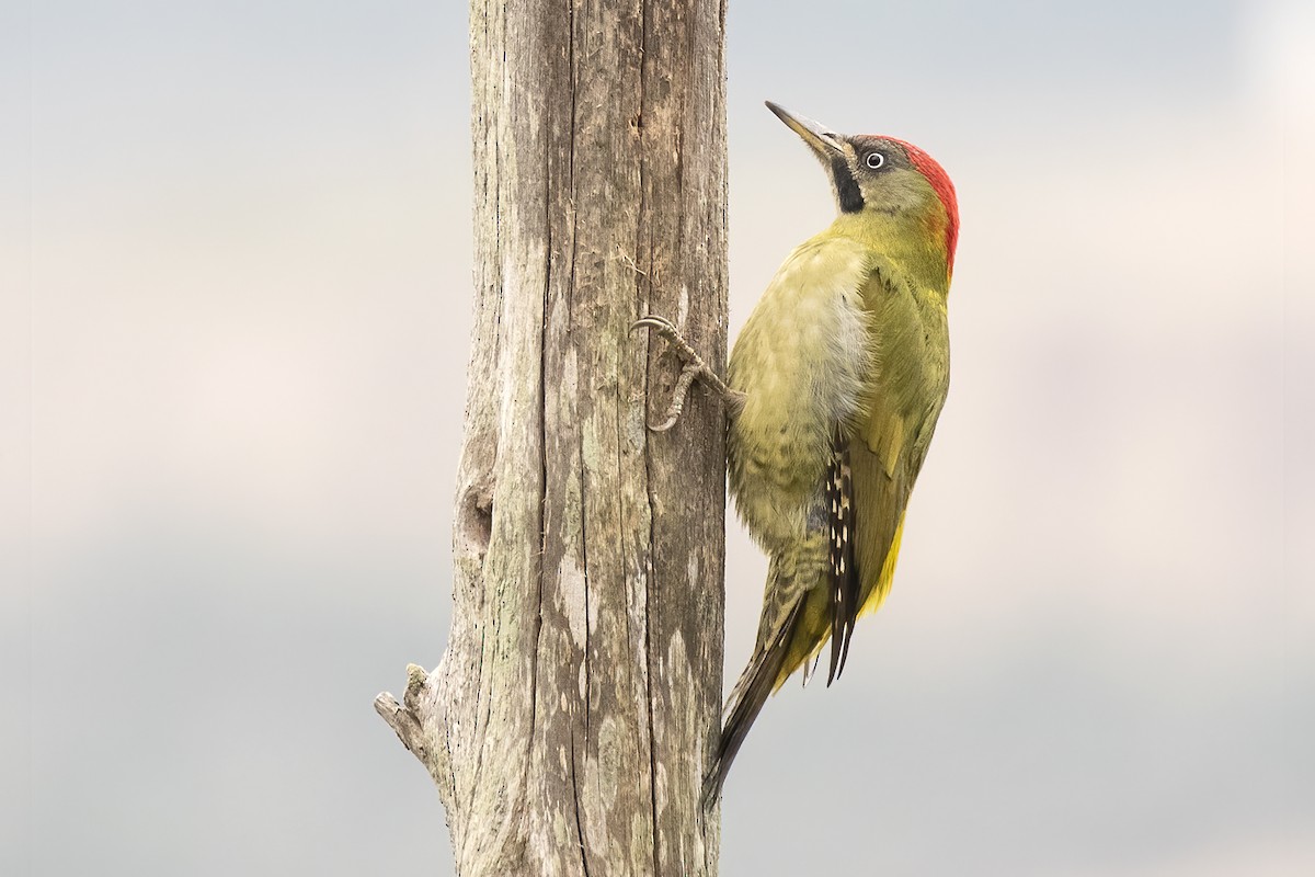 Levaillant's Woodpecker - Javi Elorriaga