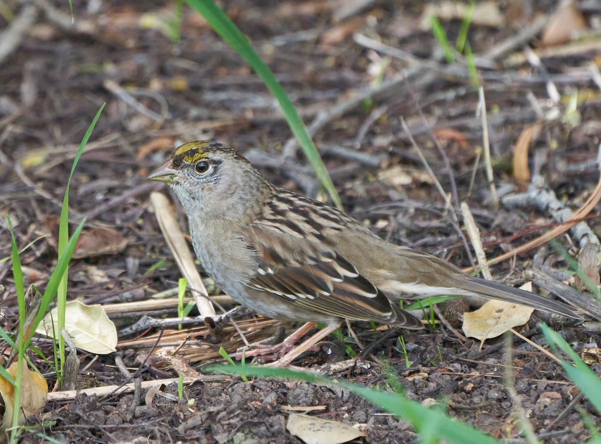 Golden-crowned Sparrow - ML309725811