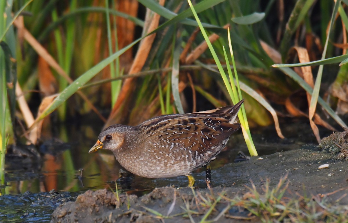 Spotted Crake - ML309726161