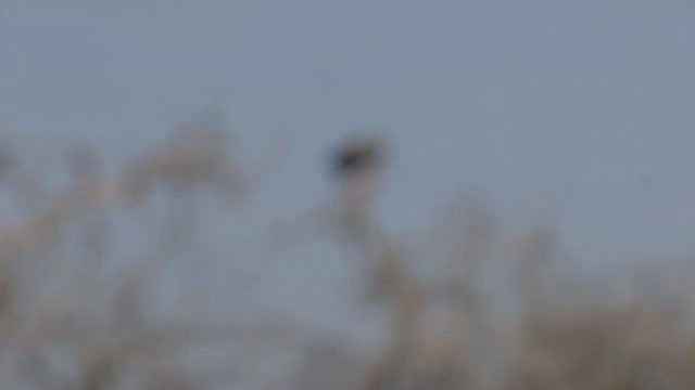 Орел-самітник чубатий - ML309726211
