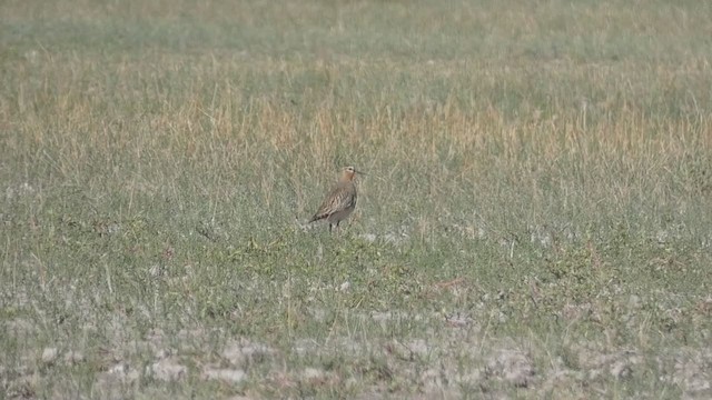 Tawny-throated Dotterel - ML309726881