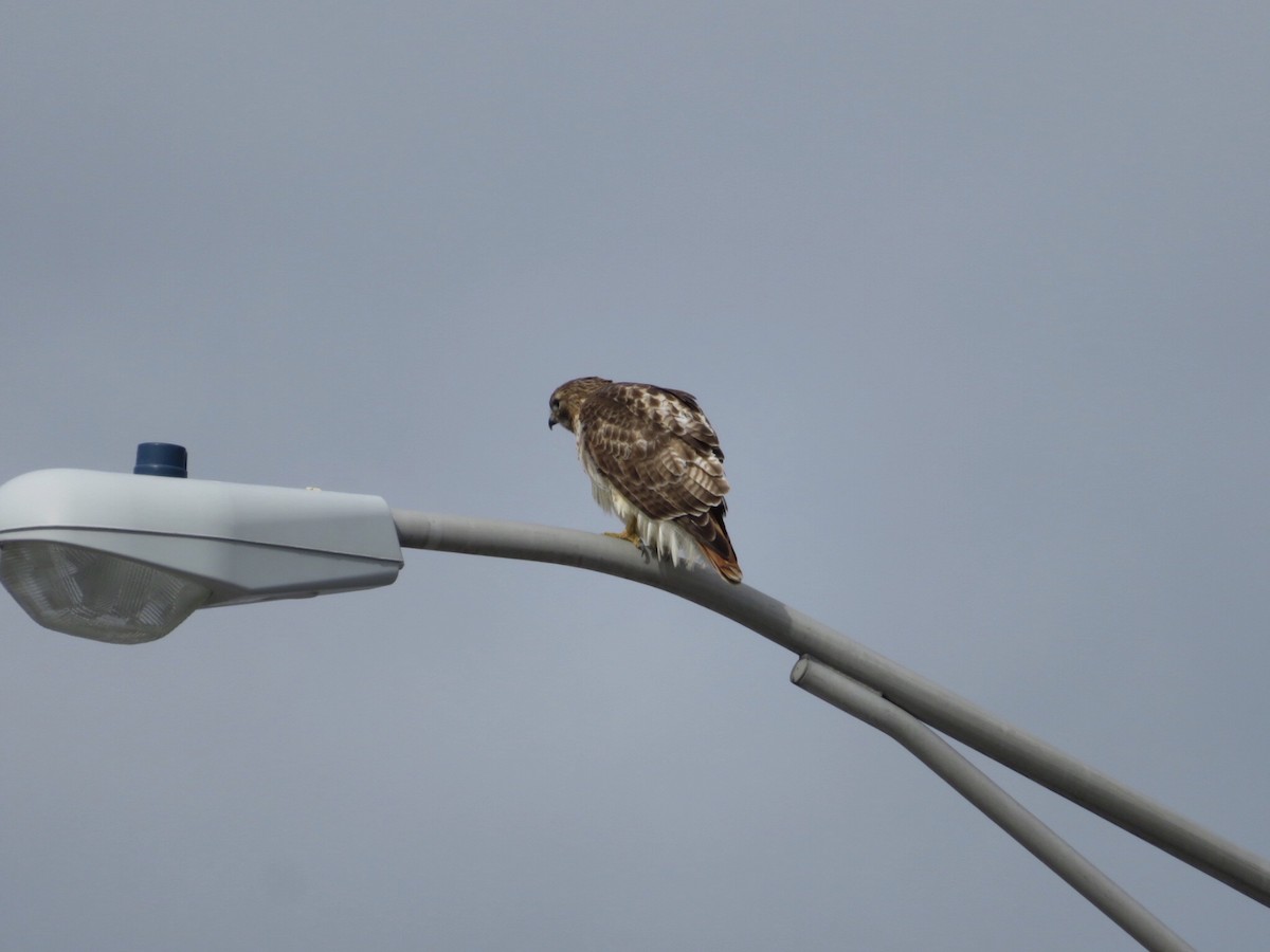 Red-tailed Hawk (borealis) - Deb Caron